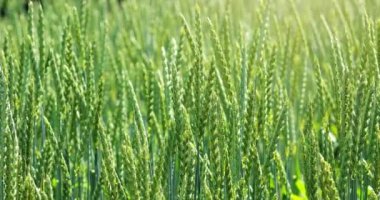 Yeşil buğday yeni kolordu. Güneşli bir günde taze tarım çiftliği.