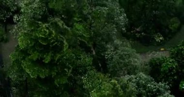 Kasırga ya da kasırga başlarken sarmal ve bağlayıcı ağaç ve çimen fırtınası tropikal fırtına uyarısı