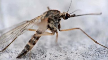 Sivrisineklerin kan emmesine yakın çekim. Aedes Aegypti Sivrisinek