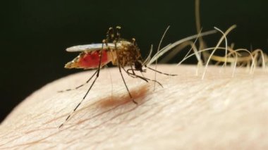 Dang humması taşıyan sivrisinek, Zika ve sıtma virüsü bir insanın cilt sağlığını emiyor.