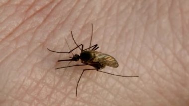 Yakın çekim makro sivrisinek kan emiyor. Aedes aegypti sivrisineği ısırıyor ve kırışık deriyle kan besliyor.