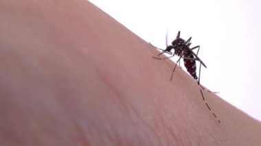 Sivrisinekler insan derisi üzerinde kan yiyor. Sivrisinek ısırığı. Makro, böcek vuruyor.