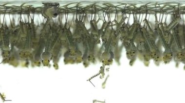 Sudaki sivrisinek larvası yeni kapak bebeği hastalık doğumlu Dang humması larvası suda sivrisinekler