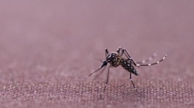 Aedes aegypti Sivrisinek. Sivrisinek sıtma hastalığı Dang Mayaro ya da Zika virüsü Chikungunya,