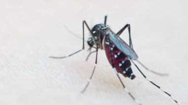 Sivrisineklerin makro iğneleri kan emiyor. Aedes aegypti hastalığı sağlık salgını konsepti.