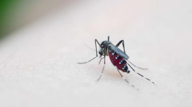Sivrisinekler insan derisi üzerinde kan yiyorlar. Aedes albopictus Sivrisinek. Süper makro yakın çekim