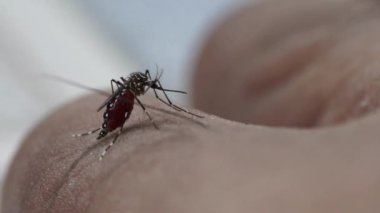 Sivrisinekler insan derisi üzerinde kan yiyorlar. Aedes albopictus Sivrisinek. Süper makro yakın çekim