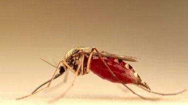 Virüs taşıyıcı böceğin izole edilmiş arka plan önlenmesi üzerine makro sivrisinek Sıtma zika yayılımı