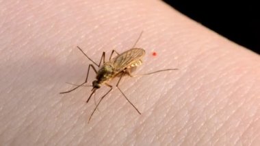 Sivrisinekler insan derisi üzerinde kan yiyorlar. Aedes albopictus Sivrisinek. Süper makro yakın çekim