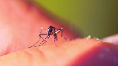 Yakın plan sivrisinek insan elinden kan emiyor. Tehlikeli hastalıklar. Enfeksiyon taşıyıcı uç makro atış.