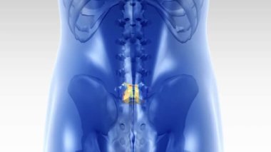 Sırt ağrısından muzdarip bir adam İnsan omurgası VerTEBRA hareket animasyonu 3D