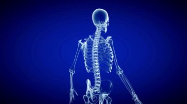Tıbbi 3D animasyon. Erkek, sırtında şiddetli ağrı var. İnsan anatomisi x-ışını hastalığını yaraladı