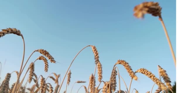 Planta Grãos Trigo Acenando Fazenda Orgânica Agricultura Eólica — Vídeo de Stock