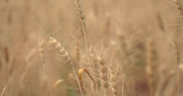 Rüzgarda Sallanan Buğday Tohumu Bitkisi Organik Tarım Çiftliğinde — Stok video