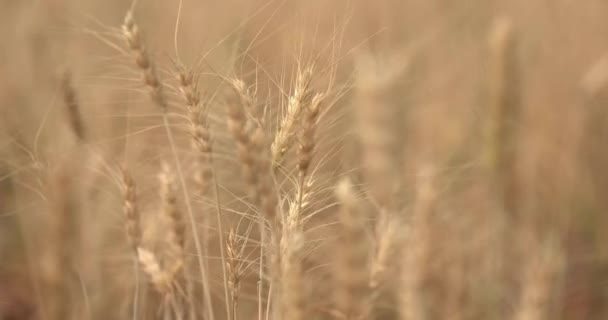 Weizenpflanze Winkt Windpark Biobauernhof — Stockvideo