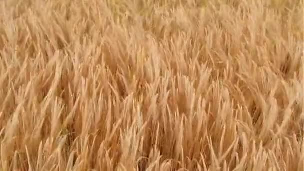 Goldenes Weizenfeld Schwankt Wind Sonnigen Tageskörnern Konzeptmaterial Für Getreidewerbemarken — Stockvideo