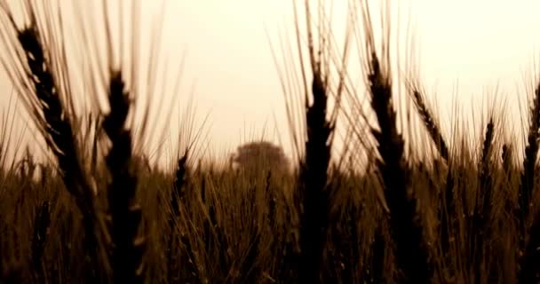 Búza Corps Közelkép Növénytermesztés Mezőgazdaság Gabona Kenyér Hirdetési Koncepció — Stock videók