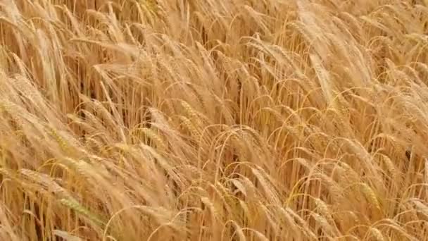 晴れた日の穀物の風に揺れる黄金の麦畑シリアル広告ブランドのコンセプト映像 — ストック動画