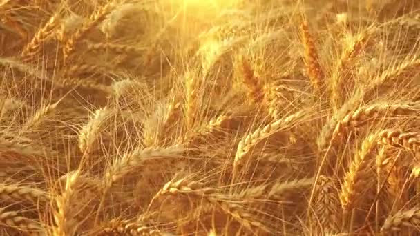 Aranybúzamező Napsütéses Nap Mezőgazdaság Mezőgazdasági Élelmiszer Gabonafélék — Stock videók