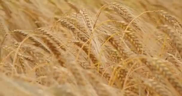 Goldenes Weizenfeld Schwankt Wind Sonnigen Tageskörnern Konzeptmaterial Für Getreidewerbemarken — Stockvideo