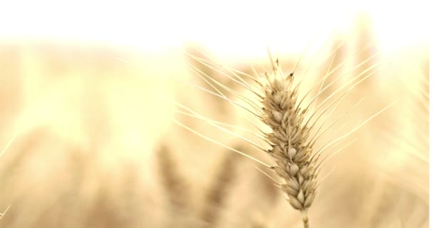 金色的麦田和阳光灿烂的白昼农业农场粮食谷物 — 图库视频影像