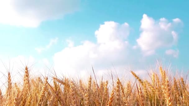 Güneşli Bir Günde Buğday Tarlası Mavi Gökyüzü Bulutu — Stok video