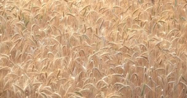 Weizenpflanze Winkt Windpark Biobauernhof — Stockvideo