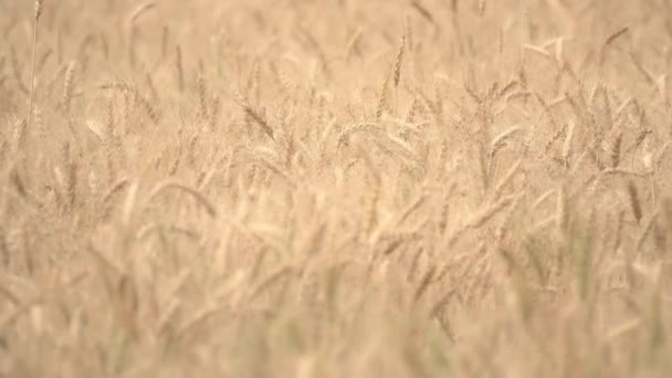 Pšeničná Semena Krmivo Plodiny Semena Travní Semena Pole Plodiny Semena — Stock video
