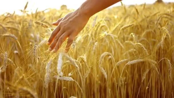 Tarwezaad Met Hand Feed Crops Seeds Voor Concept Landbouw Presentatie — Stockvideo