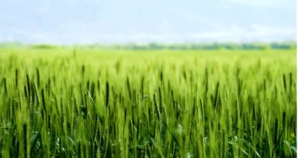 Verde Trigo Nuevo Cuerpo Fresco Agricultura Planta Granja Día Soleado — Vídeos de Stock