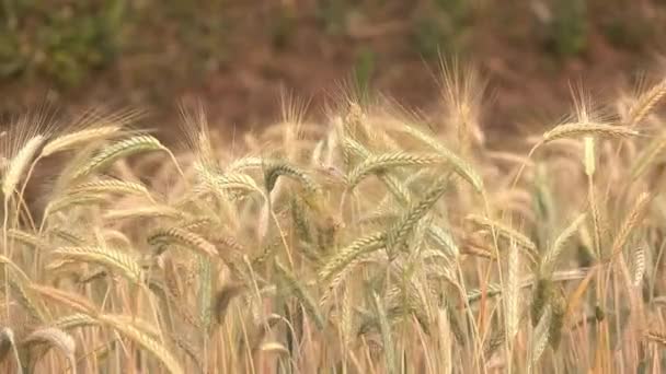 Пшеничне Насіння Пшеничне Насіння Пшеничне Насіння Трав Яне Насіння Насіння — стокове відео