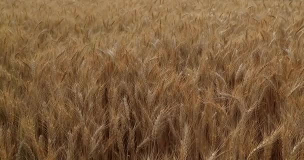 Campo Trigo Dorado Día Soleado Agricultura Agricultura Alimentos Cereales — Vídeo de stock