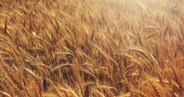 金色的麦田和阳光灿烂的白昼农业农场粮食谷物 — 图库视频影像