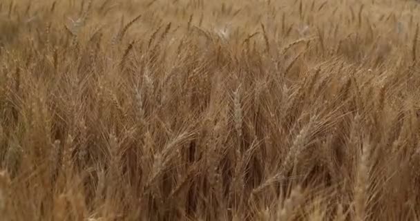 Weizensaat Futterpflanzen Saatgut Grassamen Feldfrüchte Saatgut Bauernhof — Stockvideo