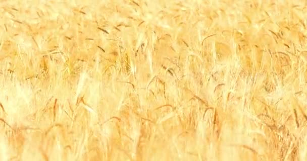 Weizenfelder Aus Nächster Nähe Goldenes Getreide Erntereif Anbauen — Stockvideo