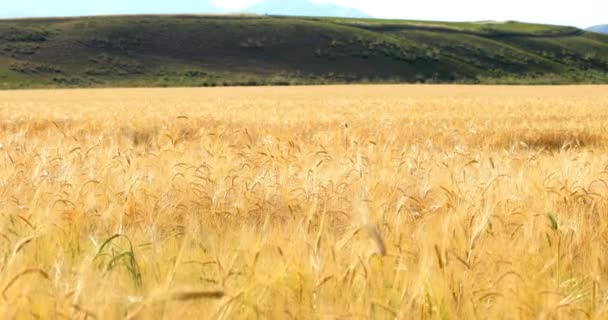Cultivos Trigo Campo Paisaje Cereales Dorados Cultivar Listo Para Cosecha — Vídeos de Stock