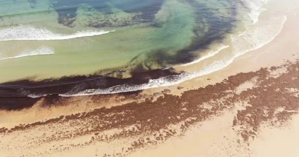Разлив Нефти Загрязнение Воды Пляже — стоковое видео