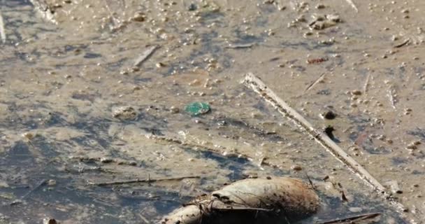 Tote Fische Verschmutztem Wasser Verschmutzen Fluss — Stockvideo