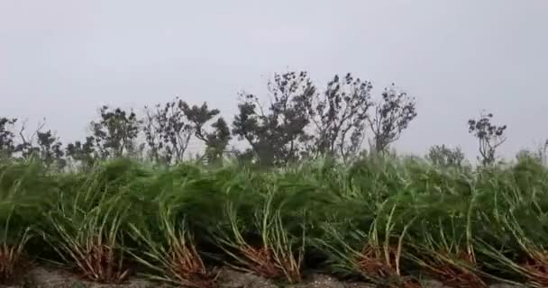 Katastrofa Hurikán Typhoon Goni Filipíny Tropické Cyklónové Varování — Stock video