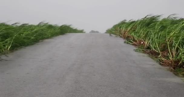 Calle Durante Tornado Huracán Sinuoso Tormenta Césped Vinculante Advertencia Tormenta — Vídeos de Stock