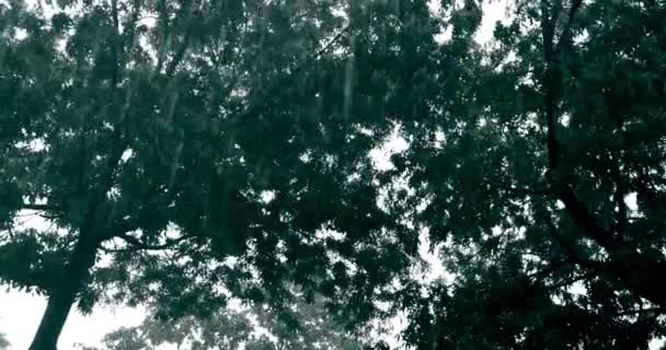 城市里的树木在风中大摇大摆 — 图库视频影像