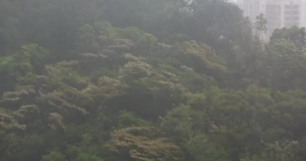 Деревья Сильно Колеблются Ураганный Сезон Дождей Городе — стоковое видео