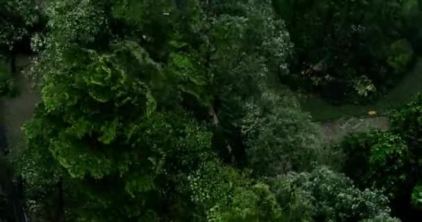 Začátek Tornáda Nebo Hurikánu Vinutí Vázání Stromu Trávy Varování Před — Stock video