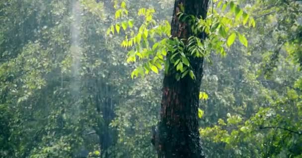 Початок Торнадо Або Обмотки Урагану Язування Дерева Трав Яного Шторму — стокове відео