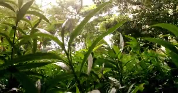 Şiddetli Yağmur Çok Güçlü Bir Yaz Fırtınası Bahçe Parkı Ağacında — Stok video