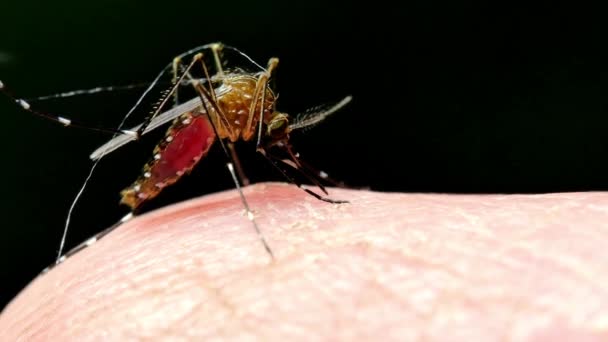 Primer Plano Mosquito Chupando Sangre Malaria Dengue Aedes Aegypti Mosquito — Vídeos de Stock