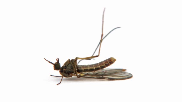 Tote Mücke Auf Weißem Grund Trägt Dengue Malaria Fieber Insektenstiche — Stockvideo