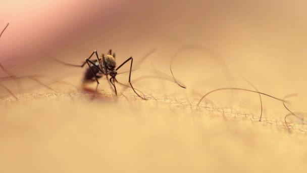 Primer Plano Mosquito Chupando Sangre Malaria Dengue Aedes Aegypti Mosquito — Vídeo de stock