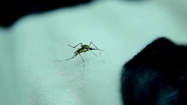 Komar Aedes Aegypti Zamknąć Chorobę Moskitiery Dengue Mayaro Lub Wirusa — Wideo stockowe