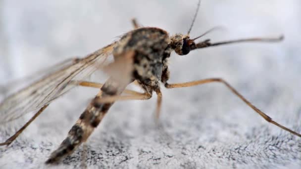 모기들 빨아먹고 있습니다 말라리아 뎅기열을요 이집트 — 비디오
